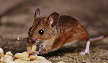 24 Hour & Emergency Exterminators in Waterford, PA